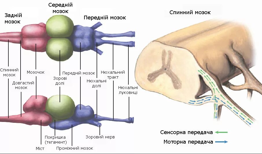 Головной и спинной мозг рыб. Строение спинного мозга у рыб. Строение головного мозга рыбы. Головной мозг система рыб. Какую функцию выполняет спинной мозг у акулы