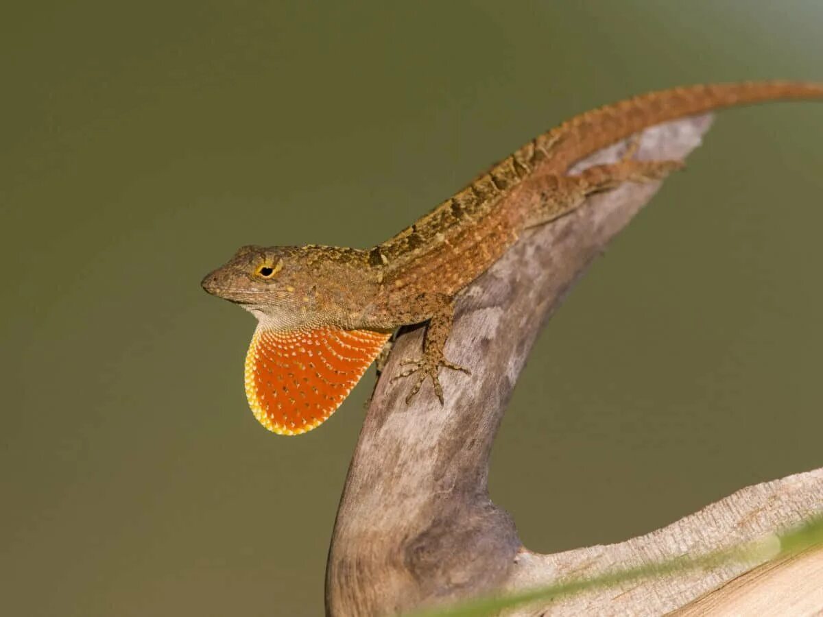 Anolis sagrei. Бурый анолис. Анолис ящерица. Агама ящерица оранжевая.