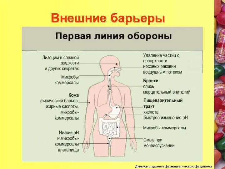 Барьерные функции организма. Внешние барьеры организма. внешние биологические барьеры. естественные барьеры организма.