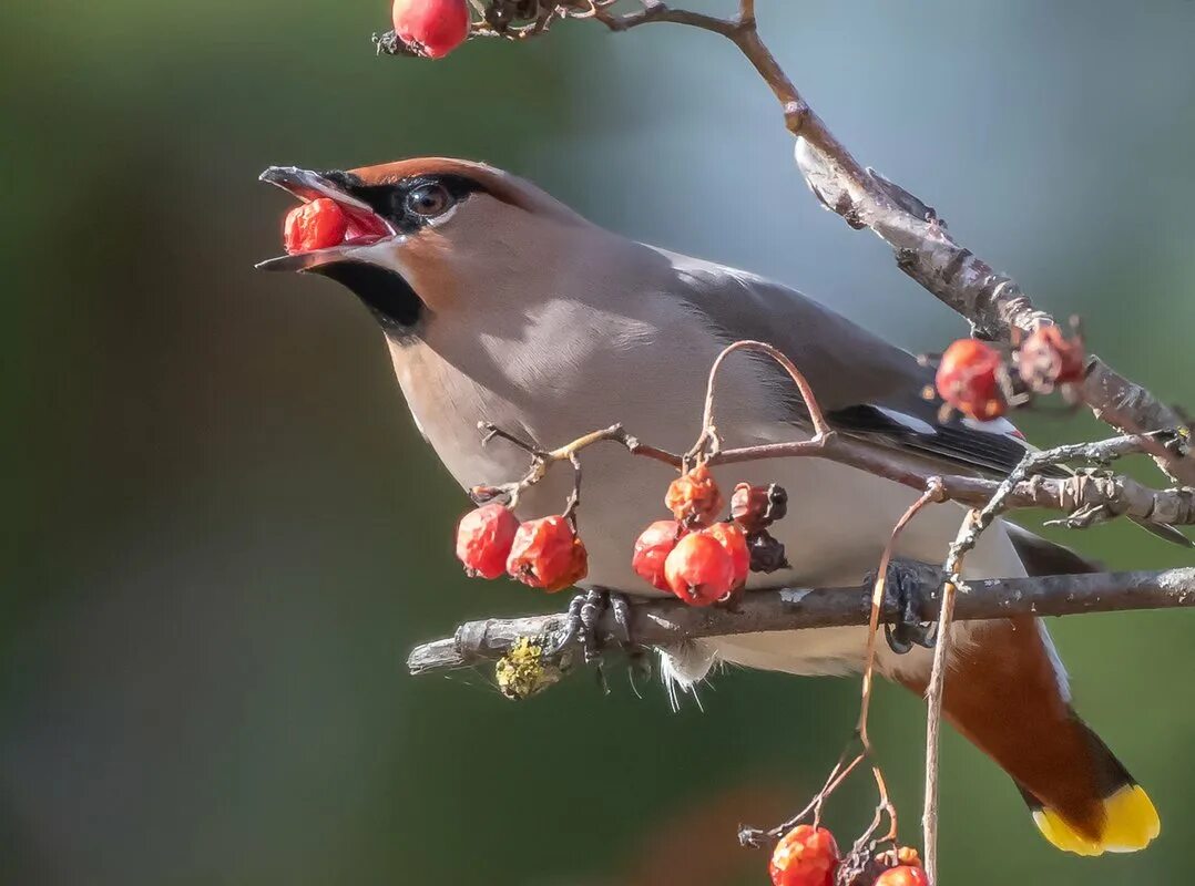 Свиристель. Bombycilla garrulus. Богемский свиристель. Свиристель на рябине. Свиристели клюют рябину