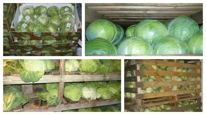 Капуста позднеспелая лучшие сорта. Капуста сорт засолочный f1. Капуста для хранения на зиму лучшие сорта. Капуста для хранения на зиму лучшие сорта. Сорта капусты скороспелки.