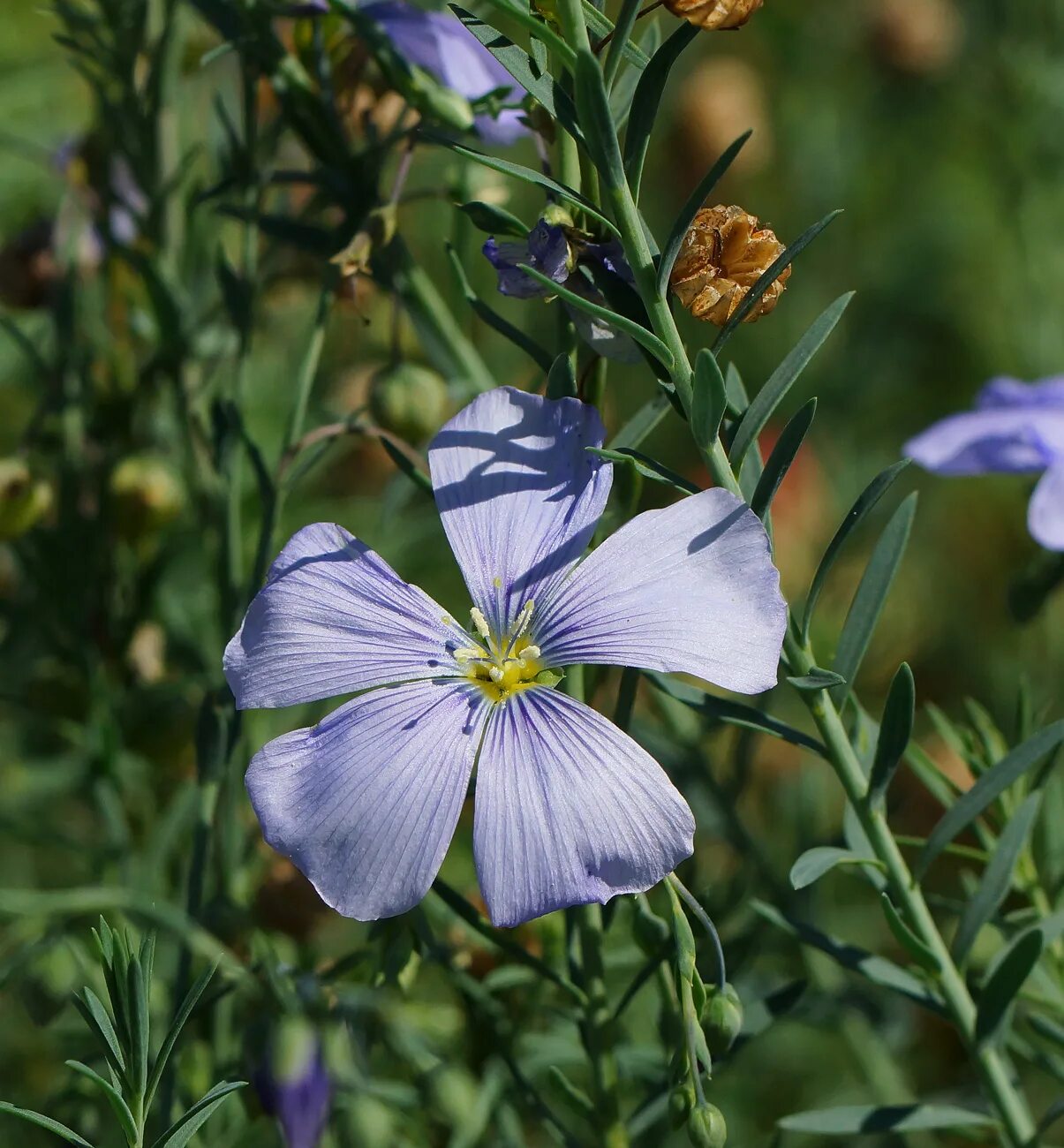 Лен многолетний Linum perénne. Лен многолетний Linum perenne. Лён многолетний Альпийский. Лен многолетний Небесный. Цветок ленок