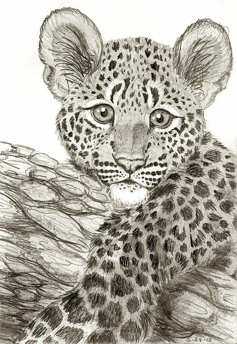 Леопард рисунок. Животное рисунок карандашом. Леопард карандашом. Нарисовать леопарда. Как нарисовать любое животное
