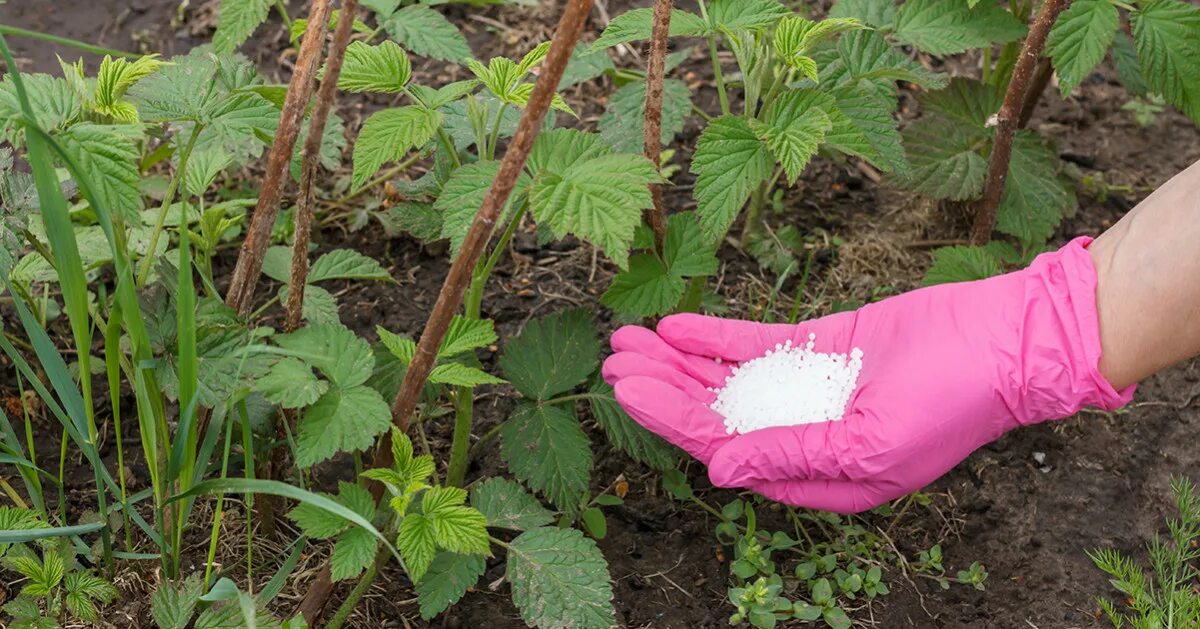 Удобрение для малины весной для плодоношения. Мульчирование малины малины. Весенняя подкормка малины. Мульчирование ремонтантной малины. Подкормка ремонтантной малины.