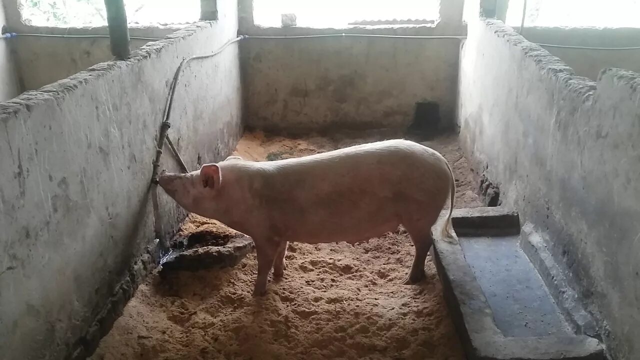 Свиньи как бизнес видео. Сарай для свиней. Поросята в свинарнике. Сарай для поросят. Стайка для поросят.