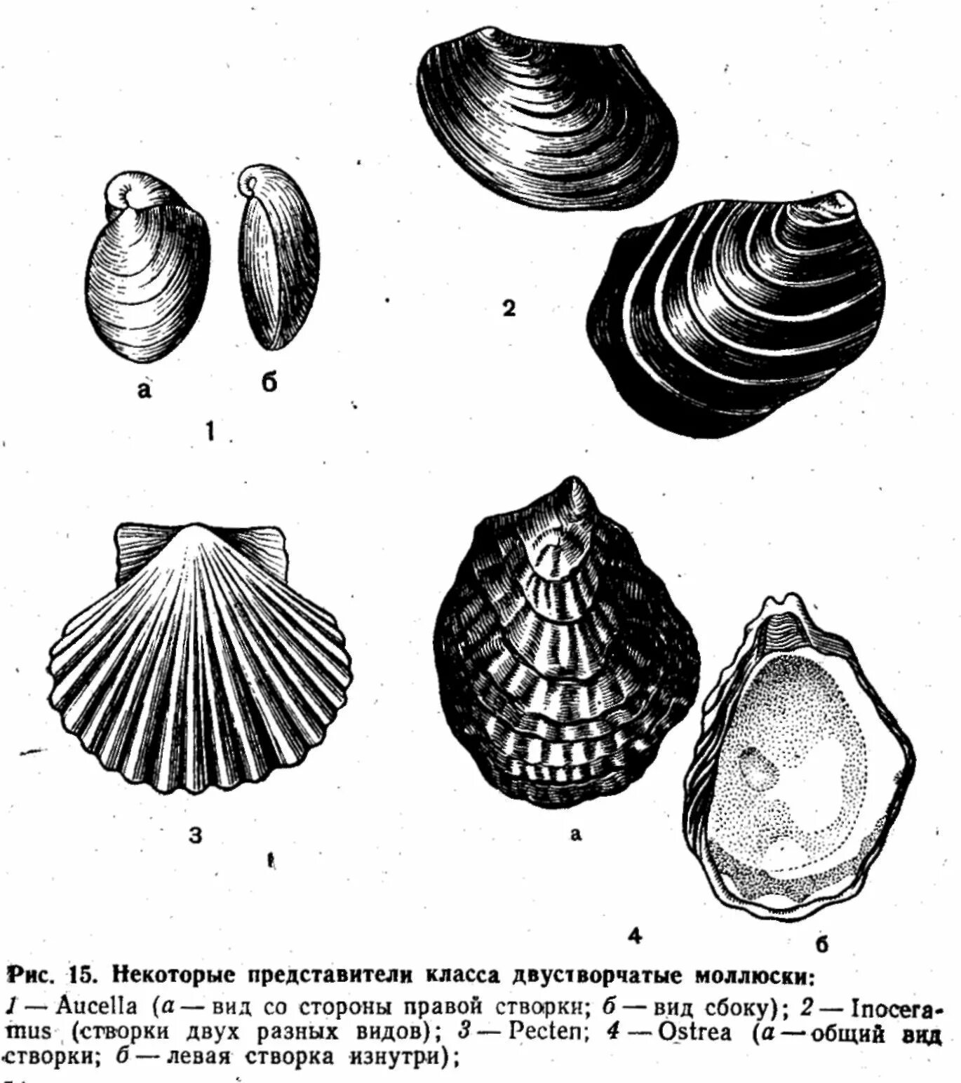 Породы моллюск. Ракушка моллюска двустворчатого. Раковина брюхоногих. Типы раковин брюхоногих моллюсков. Двустворчатые моллюски Кембрий.