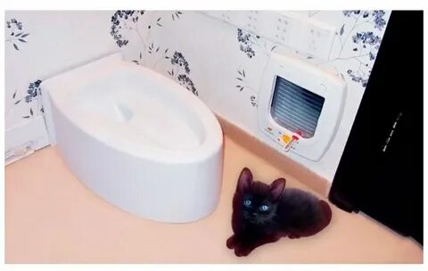Кошачий туалет видео
