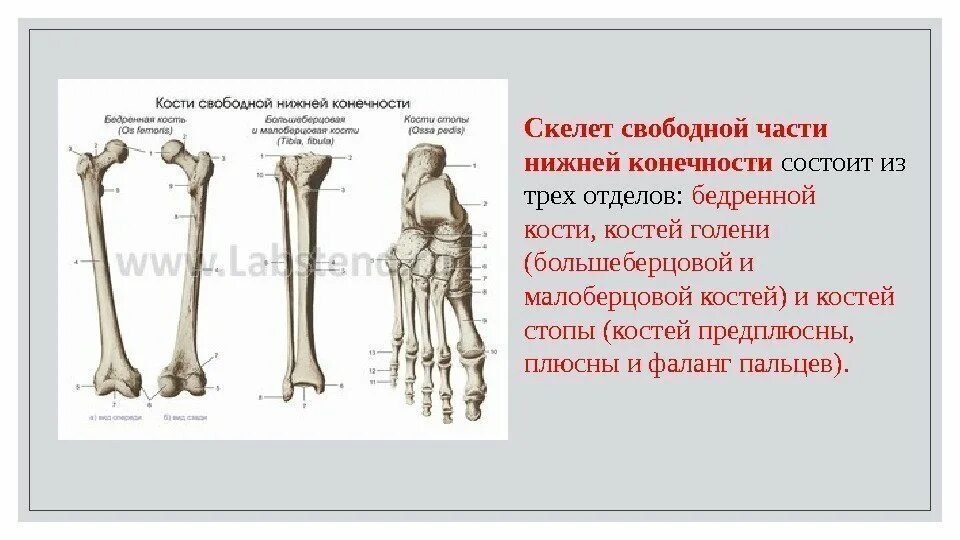 Бедренная отдел скелета. Кости свободной части нижней конечности бедренная кость. Морфофункциональная характеристика скелета нижних конечностей. Скелет свободной нижней конечности. Кости скелета свободной нижней конечности человека.