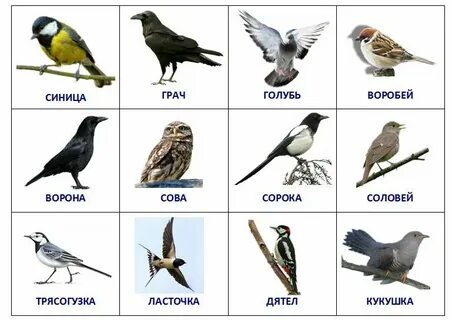 Названия птиц на п