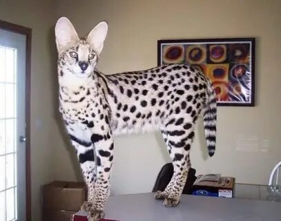 Которые стоят меньше тысячи