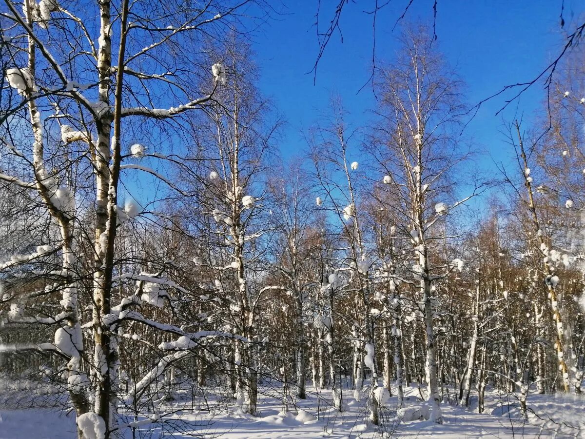 Березка яблоко. Белая береза яблочная. Яблоки на березах?. Белая Березка яблоко. Белая береза с яблоком.