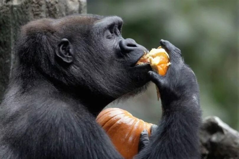 Бегемоты нила. Белка с едой. Медведь гризли и лосось. Белка с фундуком. Как животные едят мир.