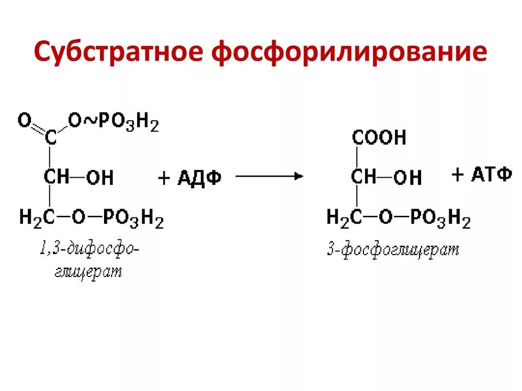 Субстратное атф. Субстратное фосфорилирование биохимия реакция. Субстратное фосфорилирование в гликолизе. Биологическая роль субстратного фосфорилирования. Реакции субстратного фосфорилирования, протекающие при гликолизе.