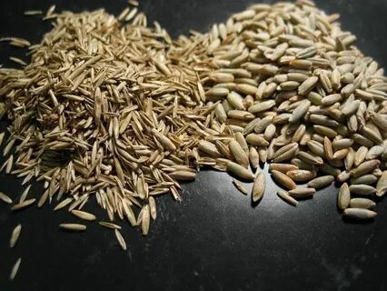 Рожки ржи
