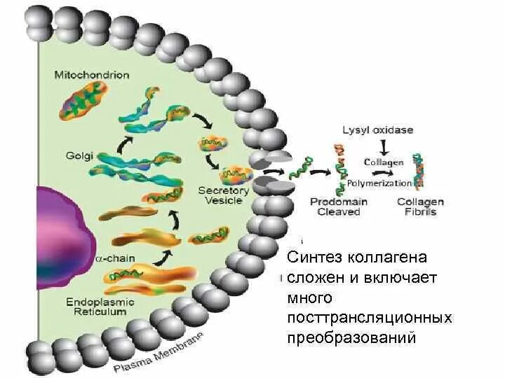 Синтезируют коллаген. Этапы синтеза и созревания коллагена. Биосинтез коллагена. Синтез эластина. Биосинтез коллагена схема.