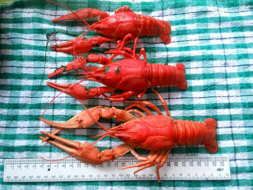 Раки - Сантехника комфорта