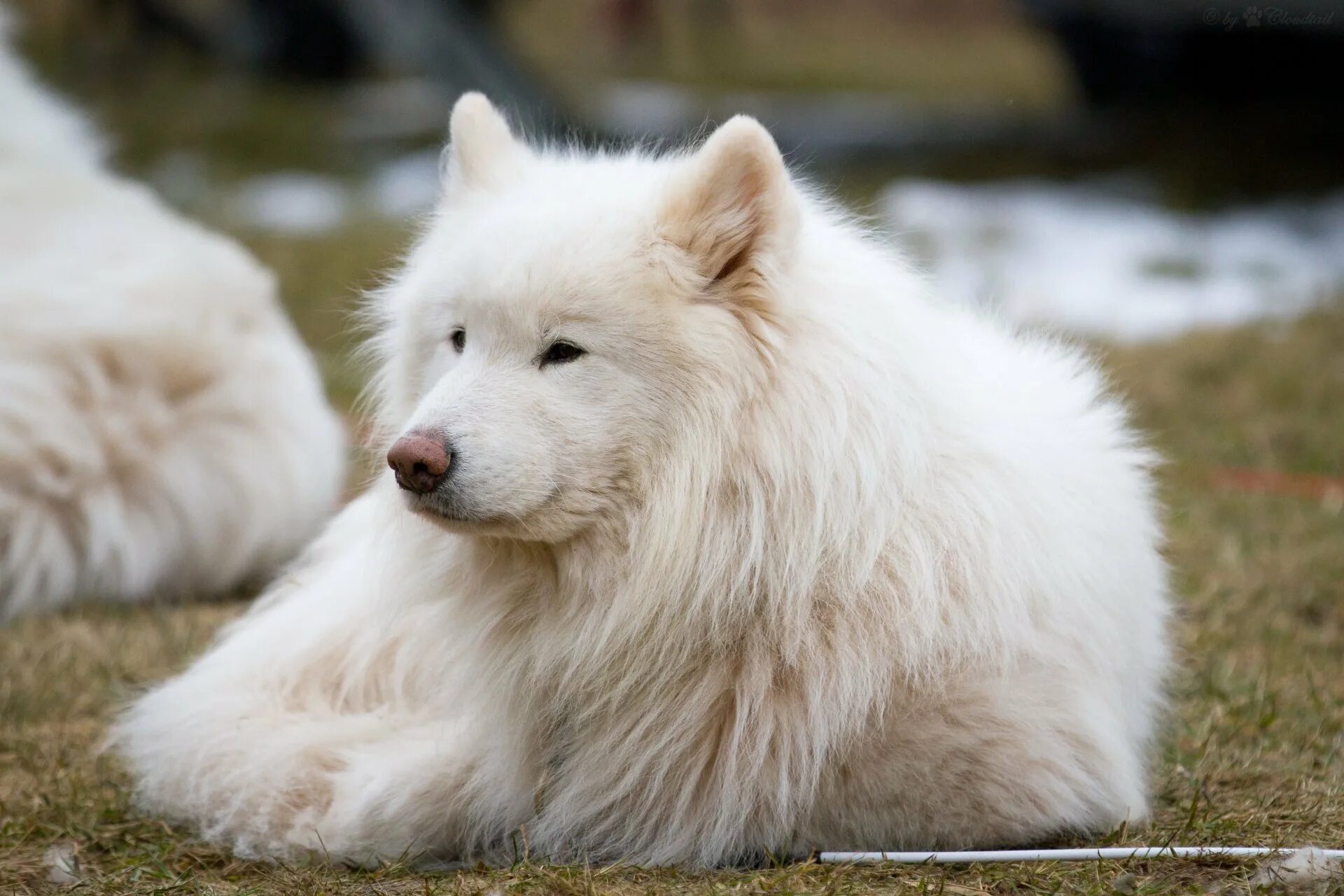 Большая белая собака. Лайка самоед. Арктический шпиц самоед. Сибирская лайка самоед. Самоедская лайка белая.