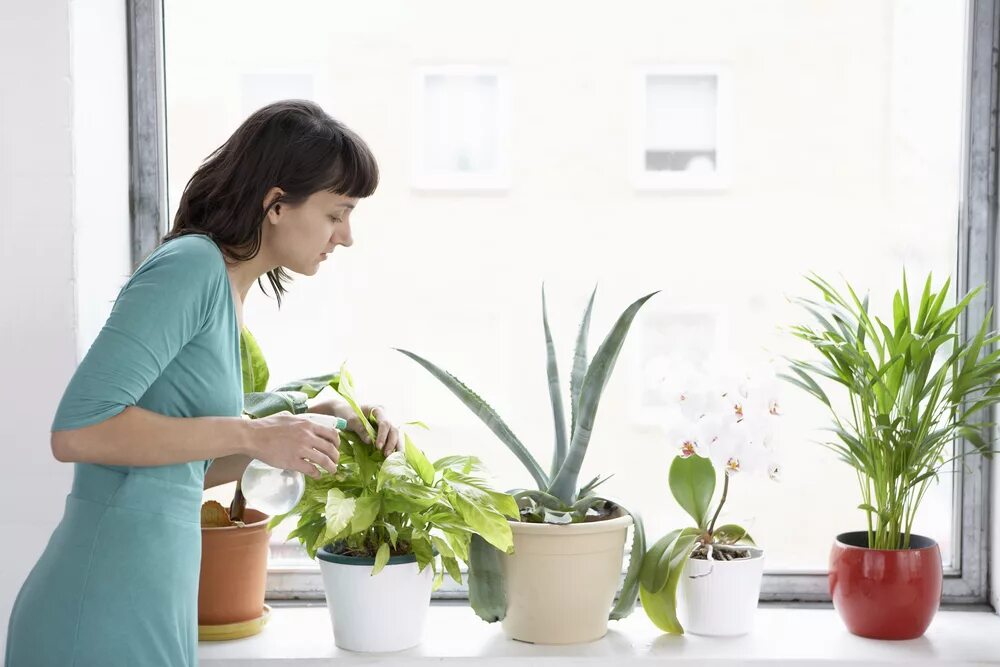 Indoor flowers. Комнатные растения. Полив комнатных растений. Цветоводство комнатные цветы. Растение в горшке.