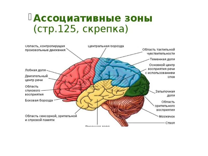 Центр времени в мозге. Проекционные и ассоциативные зоны коры головного мозга. Ассоциативные зоны коры больших полушарий головного мозга. Проекционные зоны коры конечного мозга таблица. Первичные проекционные зоны сенсорной коры.