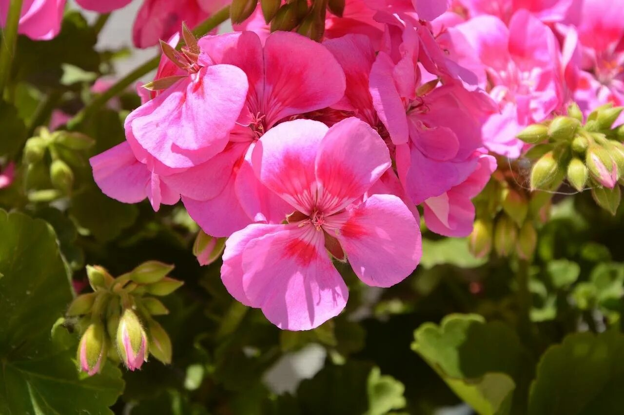 Пеларгония герань. Пеларгония Bermuda Pink. Pink Geranium пеларгония. Пеларгония зональная darkline Pac Lorena. Хороший цветок герань