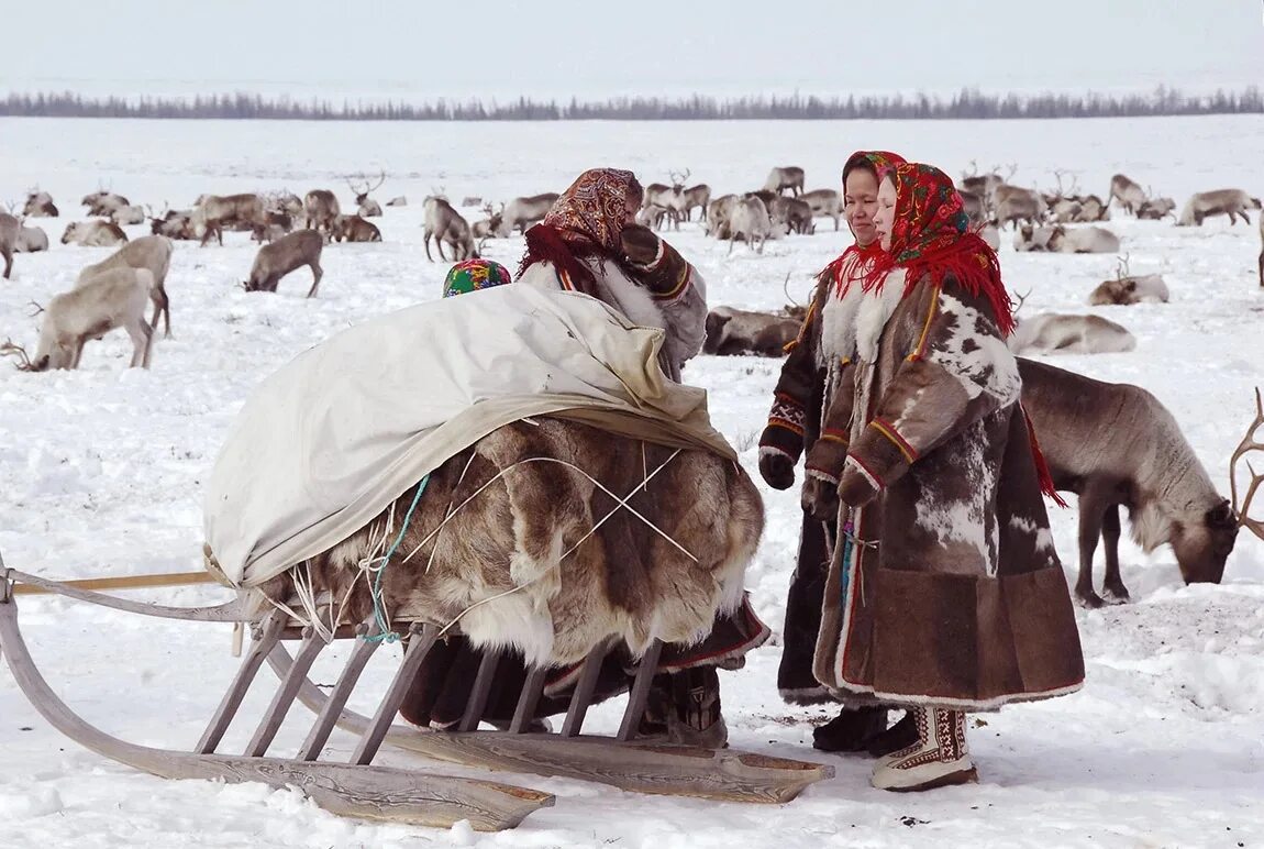 Народы проживающие в тундре. Ненцы в тундре. Ненцы Воркута. Ненцы оленеводство. Население Сибири ненцы.