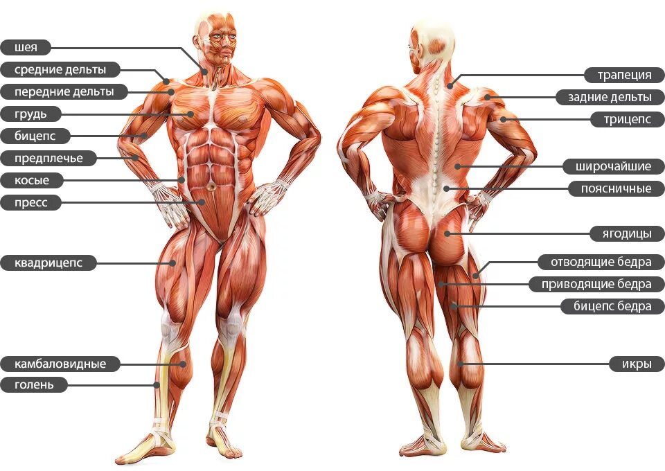 Описание мышц. Мышцы тела человека анатомия. Анатомия мышц человека бодибилдинг. Схема мышц туловища человека. Строение человека мышцы анатомия мужчины.