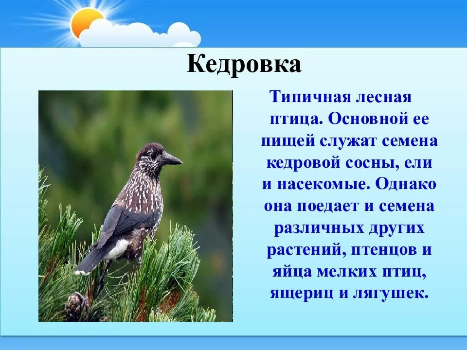 Мир птиц информация. Доклад про лесную птицу. Птицы леса сообщение. Типичные птицы информация. Типичные Лесные птицы.