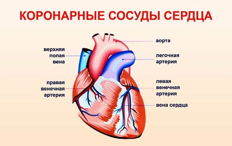Коронарные сосуды что это такое. Строение коронарных артерий сердца. строение сердца и сосудов сердца. анатомия сердца сосуды сердца. строение сердца коронарные сосуды.