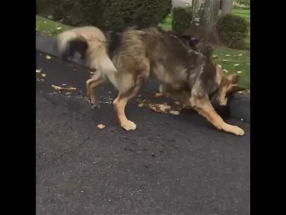 Маленькая собачка пытается залезть на большую. Собака пытается срыгнуть. Мужчина с двумя собаками. Если собака подавилась и кашляет. Собака пытается срыгнуть.