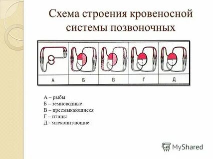 Таблица типы и функции почек позвоночных животных