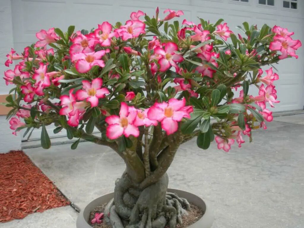 Адениум обесум выращивание. Адениум цветок. адениум суккулент. адениум obesum desert rose. адениум обесум тучный.