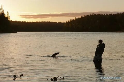 Полно всякой