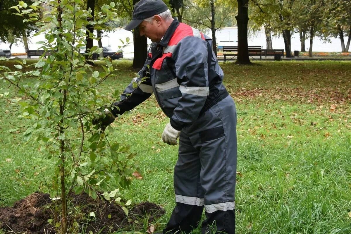 В парке запланировали посадить 1200 деревьев. Зеленые насаждения. посадка деревьев. высадка зеленых насаждений. деревья для городского озеленения.