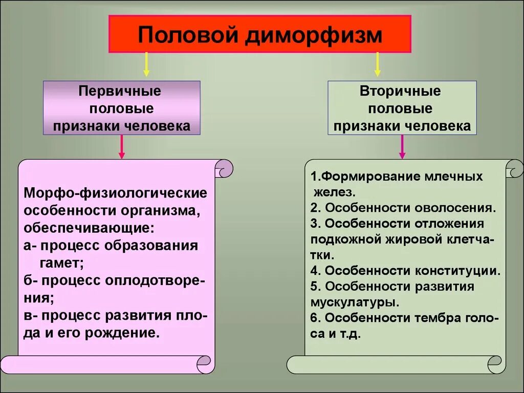 Половой диморфизм. Половой диморфизм у человека. Первичные и вторичные половые признаки. Признаки полового диморфизма.