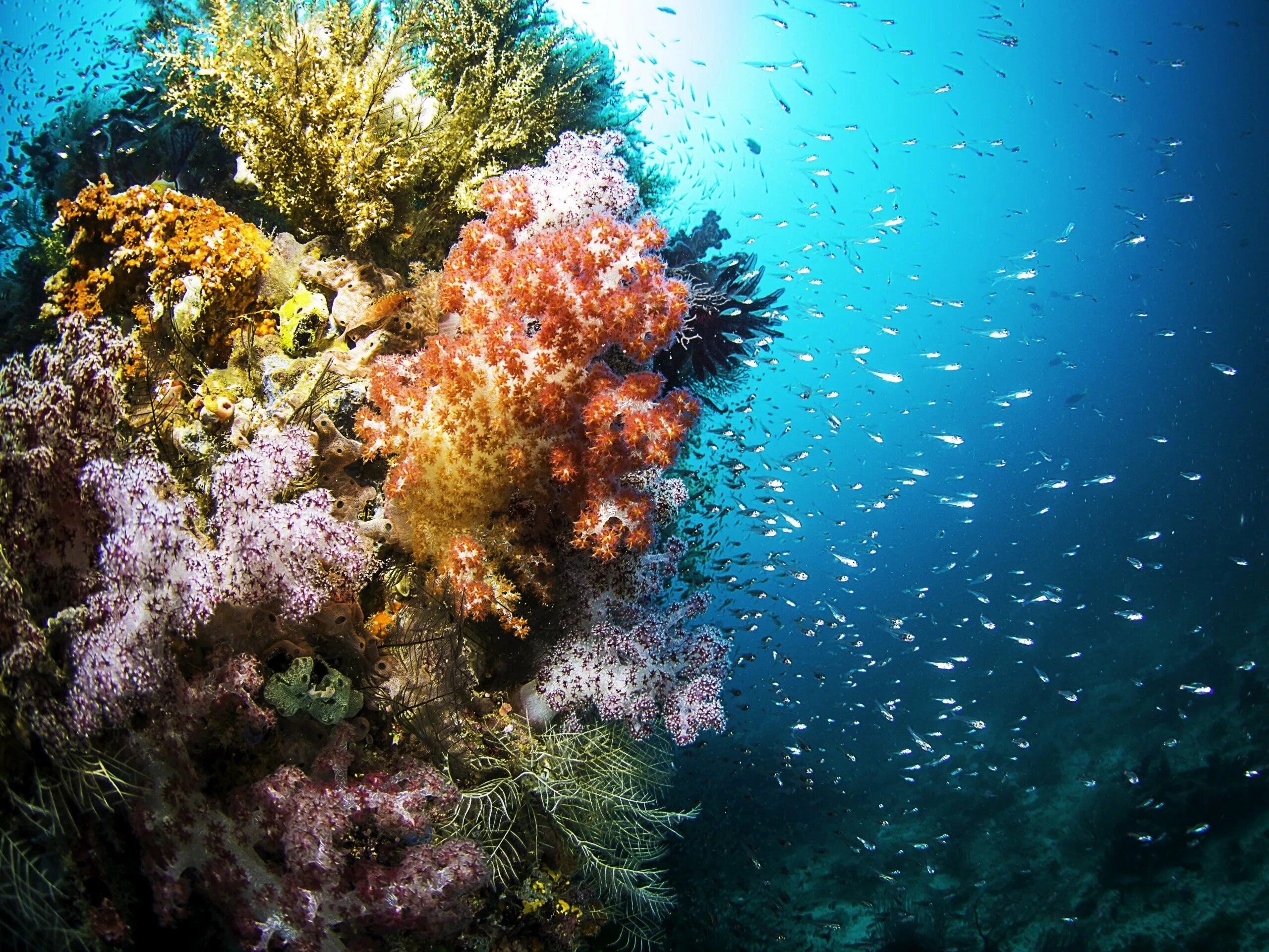 Раджа-Ампат рифы. Риф красного моря глубины. Морские водоросли на рифе. Водоросли кораллового рифа. Про дно океана