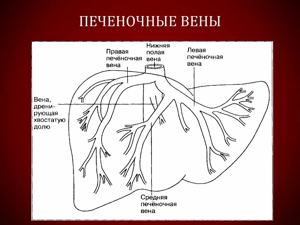 Какая вена в печени. Печеночные вены анатомия нижняя полая. Нижняя полая Вена и печень. Воротная Вена печени анатомия. Левая печеночная Вена анатомия.