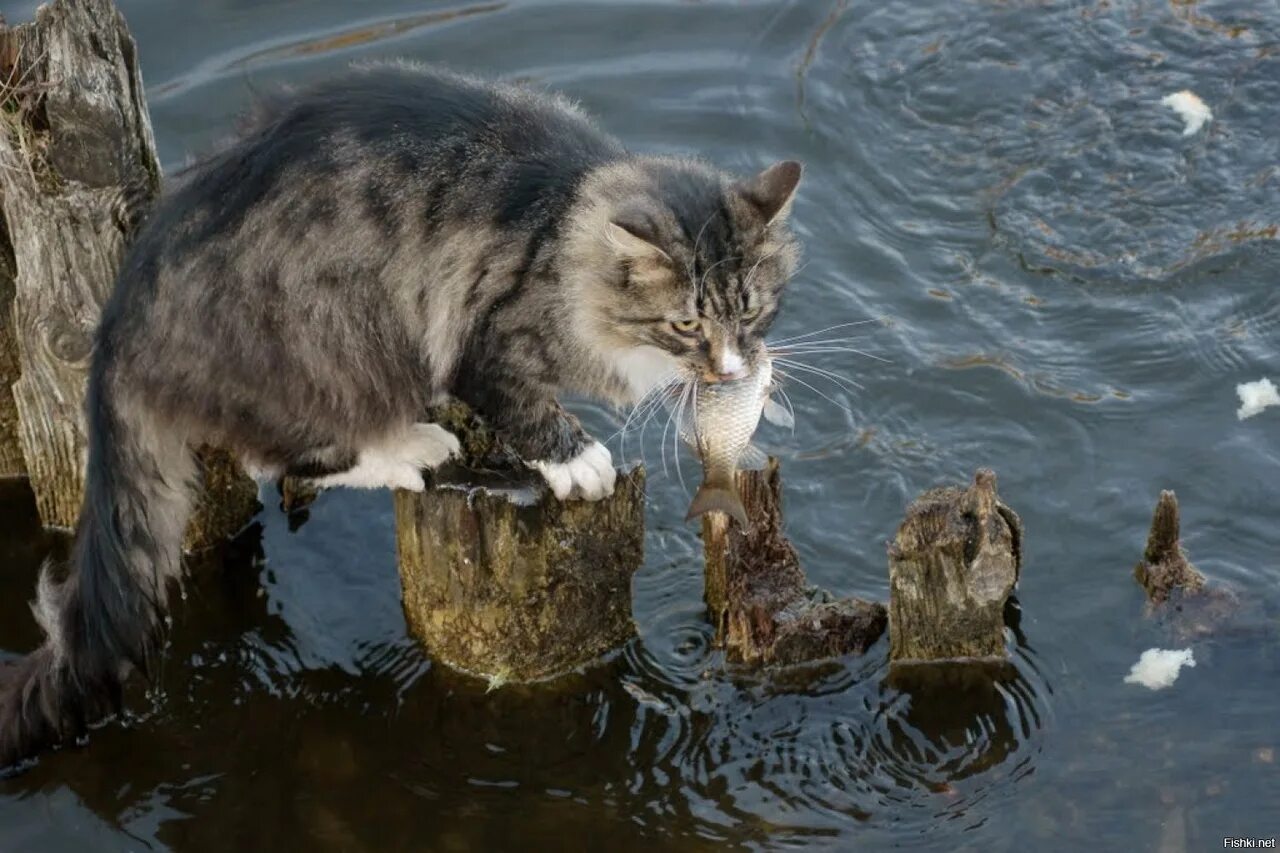 Жадно ловлю. Кот Рыбак. Кошка ловит рыбу. Кот с рыбой. Кот в воде.