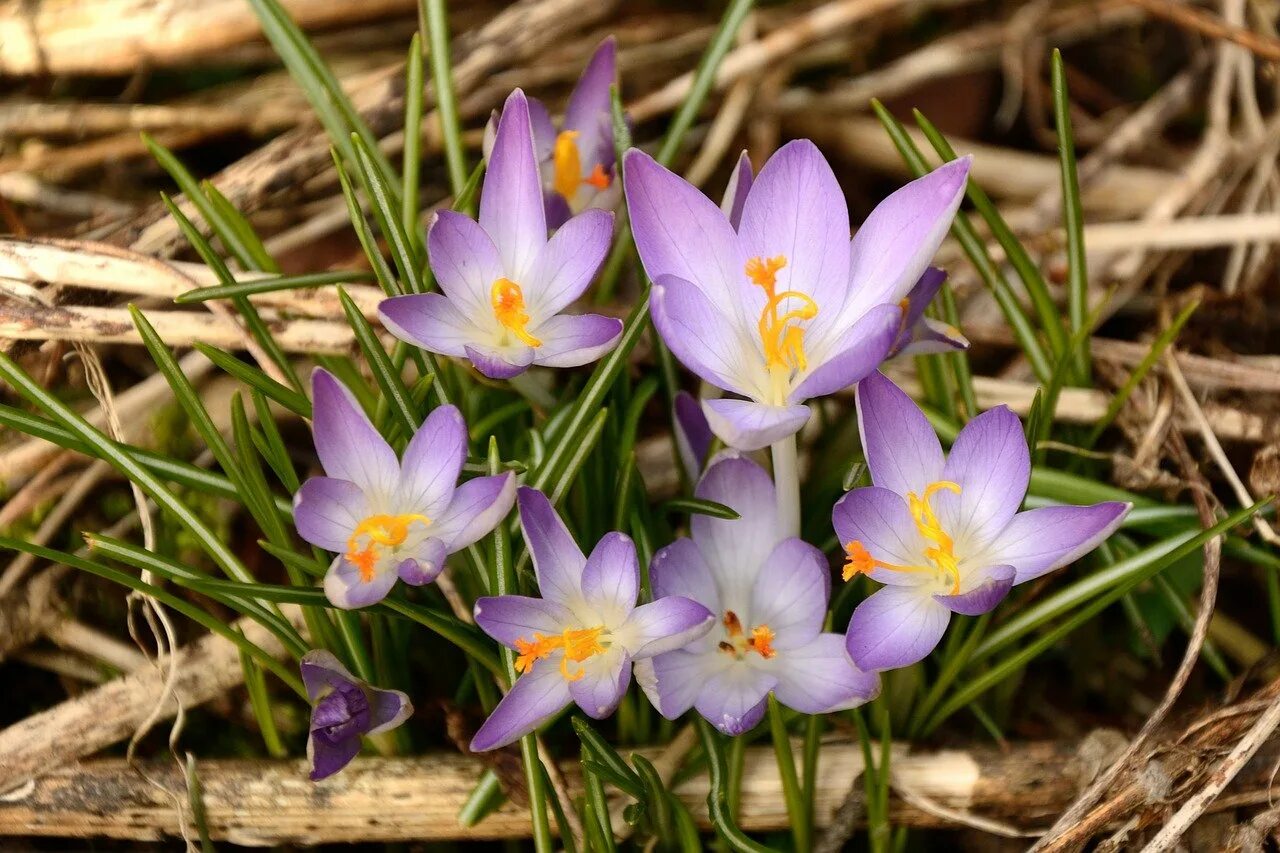 Какой самый первый цветок. Шафран Крокус дикий. Крокус Шафран весенний. Крокус Шафран синий. Крокус дикий цветок.