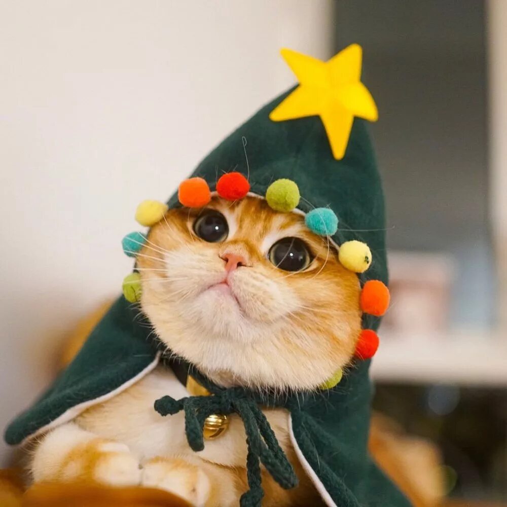 Кот в шапке мем. Кот в костюме елки. смешные новогодние коты. коты в новогодних костюмах. котик в костюме лягушки.