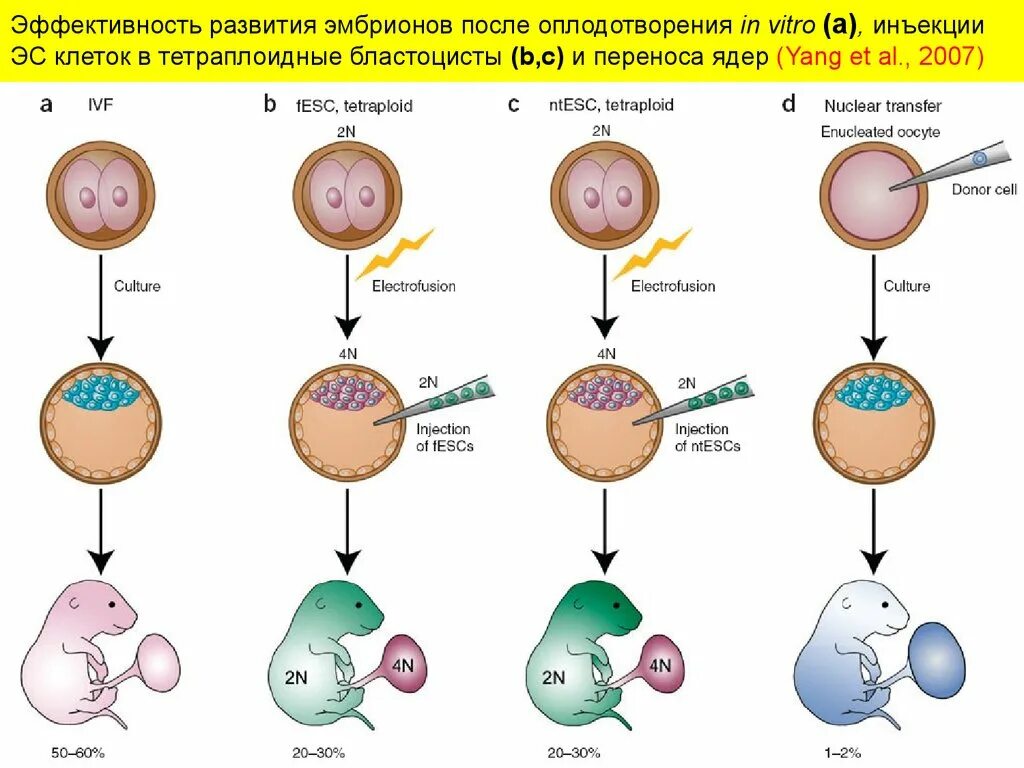 Эмбрион после пересадки. Дни развития эмбриона после оплодотворения. Эко стадии развития эмбриона. Морфология переносимых эмбрионов. Этапы развития ооцита при эко.