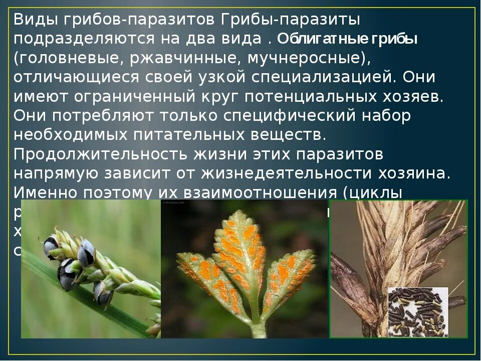 Головня спорынья фитофтора. Грибы паразиты презентация. Грибы паразиты головня спорынья трутовики. Грибы паразиты конспект. Головня спорынья трутовик.