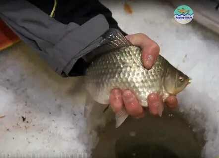 Ловля карася зимой со льда