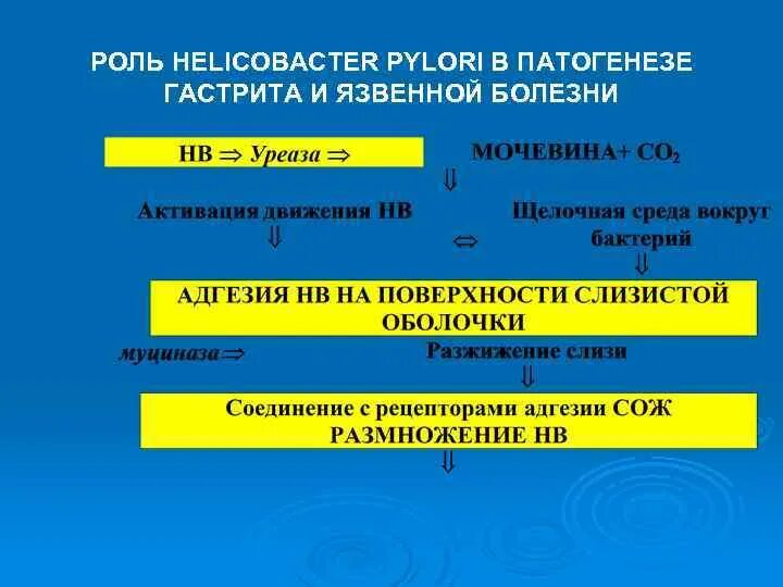 Роль гастрита. Патогенез гастрита Helicobacter pylori. Патогенез язвенной болезни хеликобактер. Патогенез гастрита хеликобактер пилори. Хеликобактер пилори патогенез язвенной болезни.