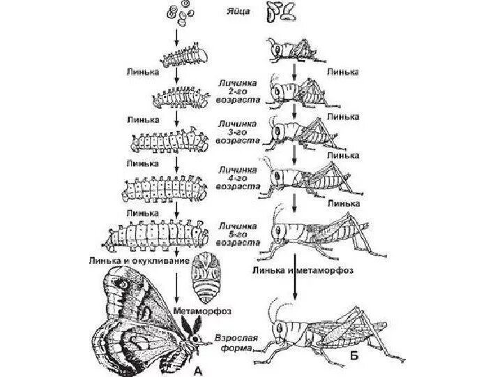 Линек личинки. Цикл линек у личинки. Схема линьки насекомых. Линька это в биологии. Линька у личинок.