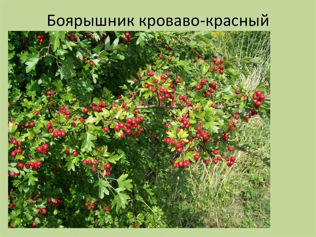 Шиповник и боярышник. Рябина ярус. Лесные кустарники названия. Растение для практической работы. Боярышник кроваво-красный.