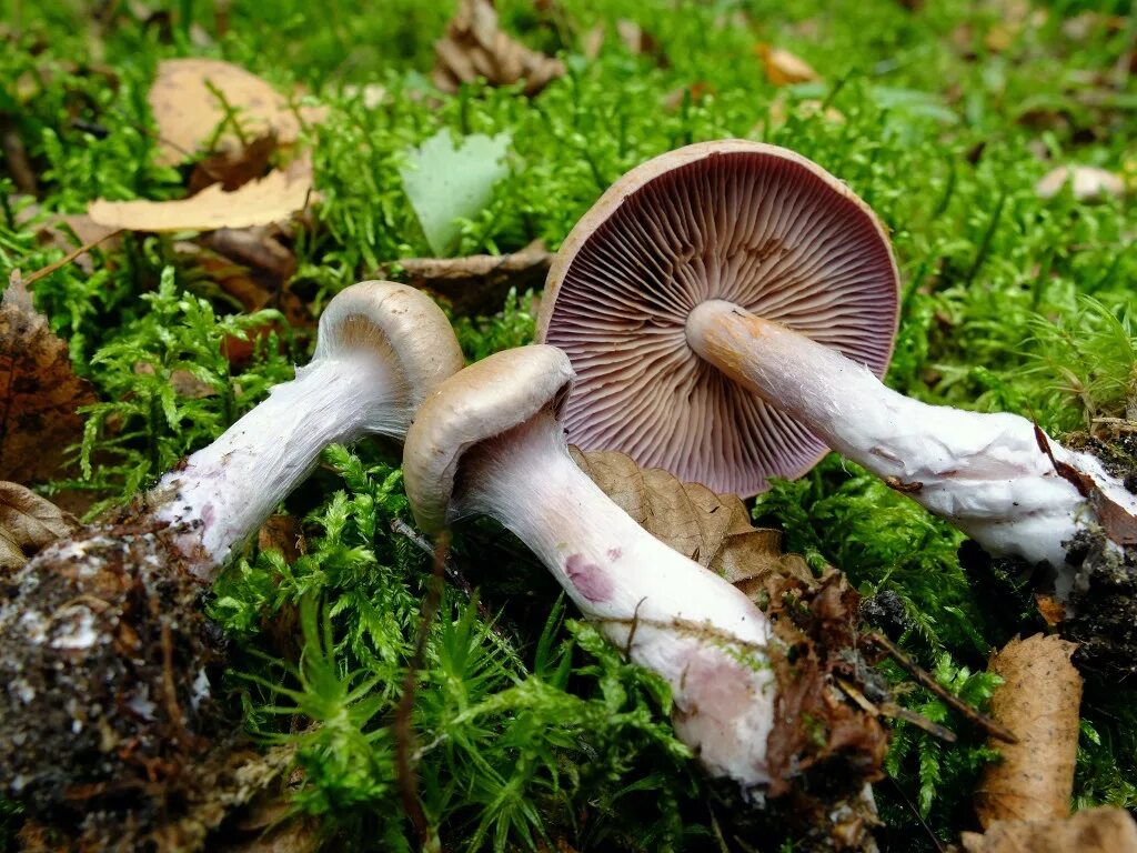 Ядовитые пластинчатые грибы. Cortinarius porphyropus. Паутинник двукольцовый. Паутинник Cortinarius cotoneus. Грибы паутинник Королевский.
