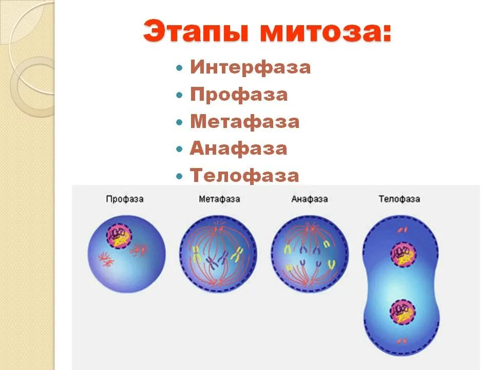 Фаза деления клетки анафаза. Деление клетки профаза метафаза анафаза. Клетка в профазе митоза. Фазы митоза профаза метафаза анафаза. 5 фаз деления клетки