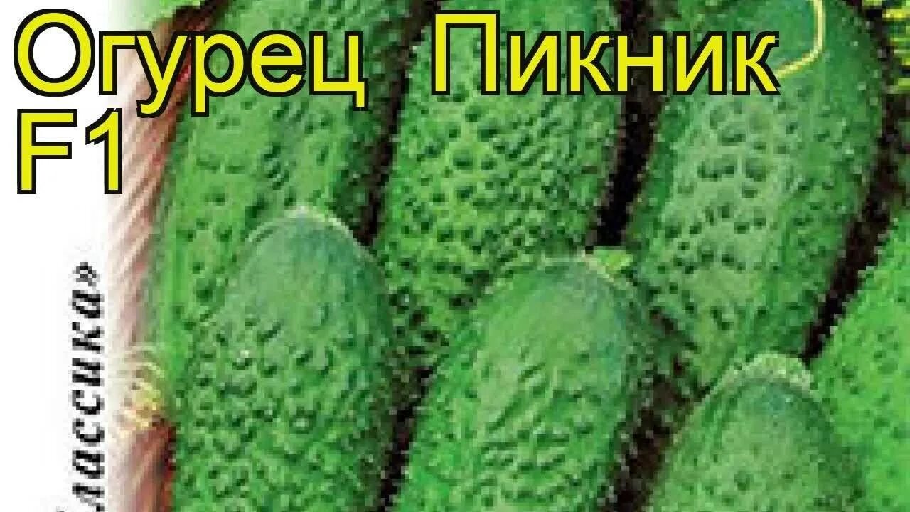 Огурец пикник. Огурец Кнопа f1. Сорт огурца Дакота ф1. Огурец пикник семена.