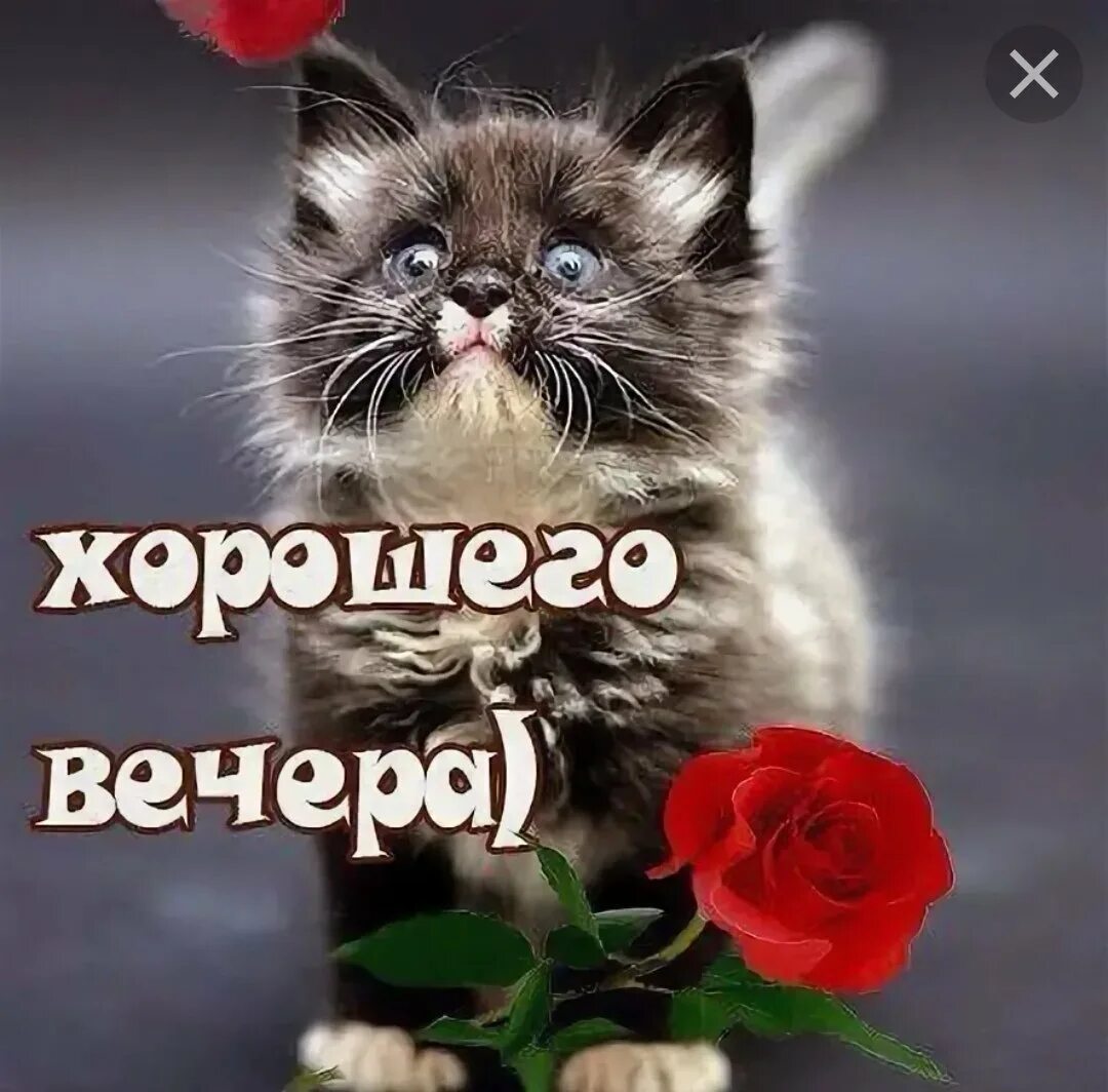 Добрый вечер картинки с котятами. Хорошего вечера котики. добрый вечер с котиками. добрый вечер кот. добрый вечер с котятами.