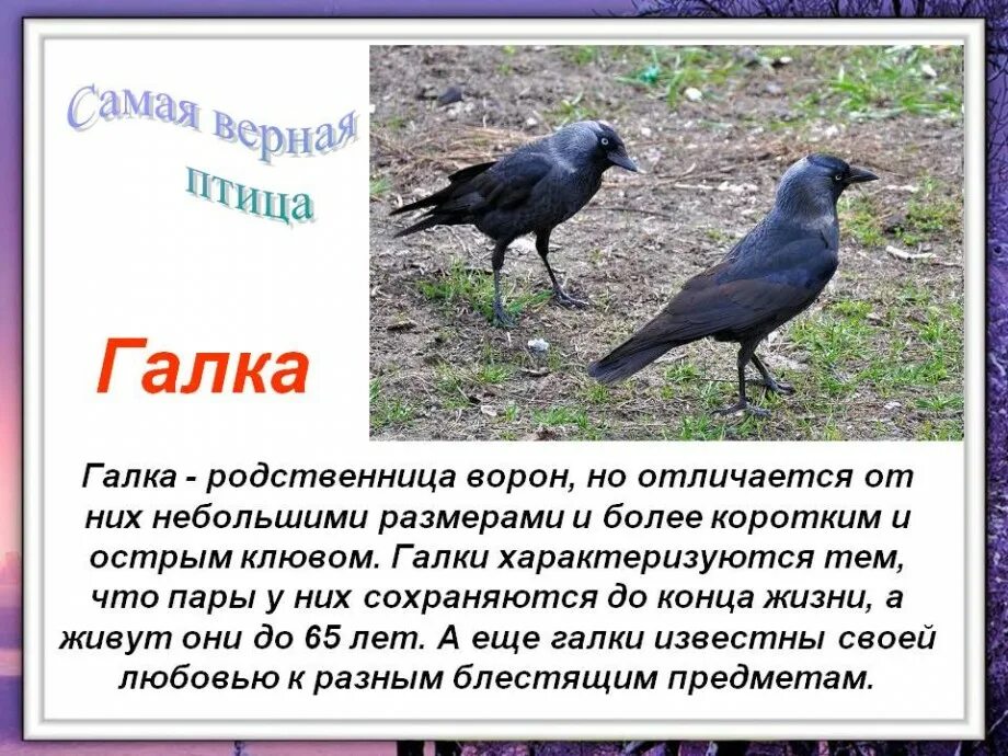Отличия птиц. Интересные истории о птицах. интересные факты о птицах. интересные факты о б птицах. интересные рассказы о птицах.